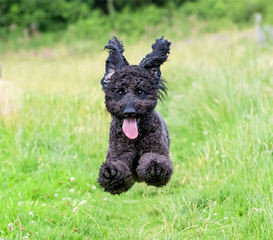 Sakura Garden Australian Labradoodles - Dog Breeders