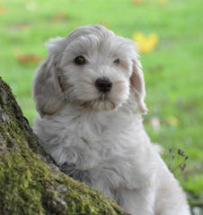 Crystal Creek Australian Labradoodles - Dog and Puppy Pictures