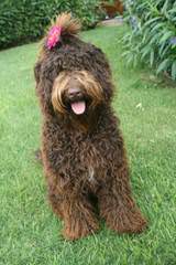 Leapfrog Labradoodles - Dog and Puppy Pictures