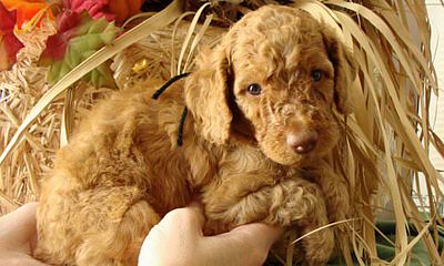 Mazin Labradoodles - Dog Breeders