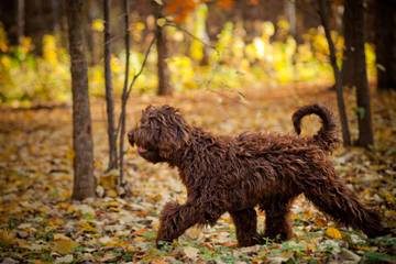 Blue Star Labradoodles - Dog Breeders