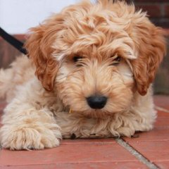 Evergreen Manor Labradoodles - Dog Breeders