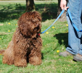 Bonnie Patrick - Dog Breeders