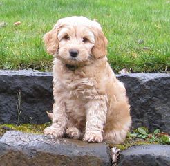 Noble Vestal Labradoodles - Dog Breeders