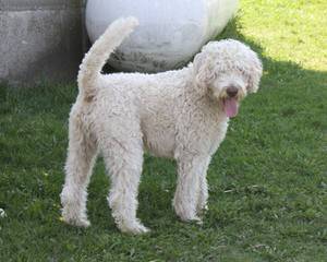 Alpen Ridge Australian Labradoodles - Dog Breeders