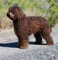 Country Club Labradoodles - Dog Breeders