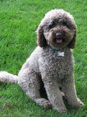 Whispering Winds Labradoodle Puppies - Dog and Puppy Pictures