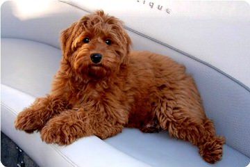 Lincoln Manor Australian Labradoodles - Dog Breeders