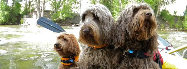 Nutmeg Labradoodles - Dog and Puppy Pictures