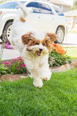 Canyon Court Labradoodles - Dog Breeders