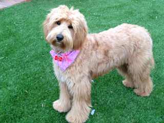 Lincoln Manor Australian Labradoodles - Dog and Puppy Pictures