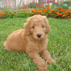 Avonlee Australian Labradoodles - Dog Breeders