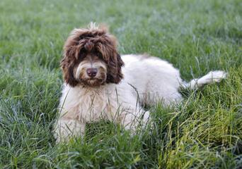 Labradoodle Story Tails - Dog and Puppy Pictures