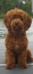 Lincoln Manor Australian Labradoodles - Dog and Puppy Pictures