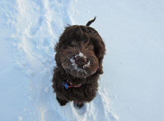 Blue Star Labradoodles - Dog Breeders