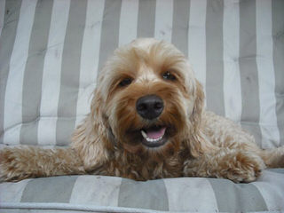 Melorich Australian Labradoodles:Standards & Mediums: Available - Dog Breeders