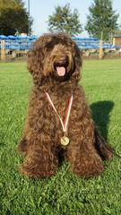 Labradoodle Story Tails - Dog Breeders