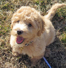 By The Bay Labradoodles - Dog Breeders