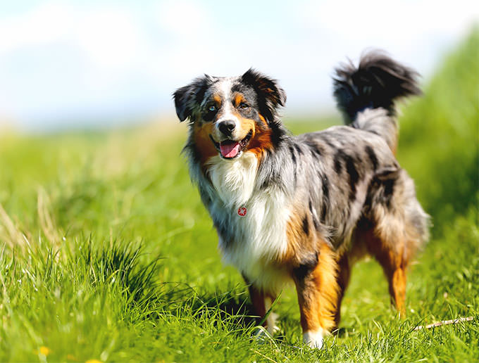 Australian Shepherd Dogs and Puppies