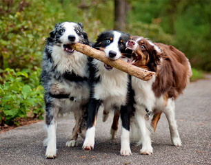 Australian Shepherds - Dog and Puppy Pictures