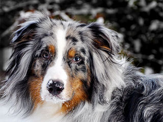 Mini And Toy Australian Shepherds - Dog Breeders