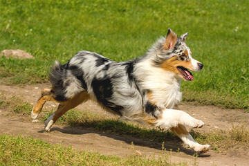 Miniature Australian Shepherds At Runamok Farm! - Dog Breeders