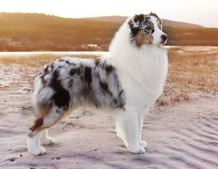 Australian Shepherd Puppies! - Dog Breeders