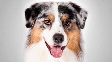 Australian Shepherd Pups - Dog Breeders