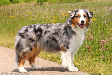 Roome’s Premium Mini Australian Shepherds - Dog Breeders