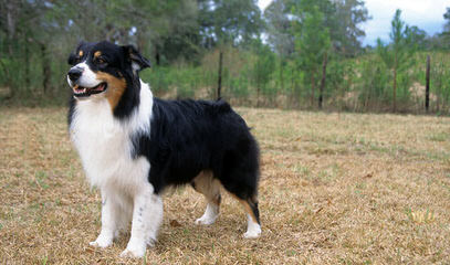 Australian Shepherd Puppies! - Dog Breeders