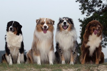 Australian Shepherds-Cherokeewind Kennels Of Mi - Dog and Puppy Pictures