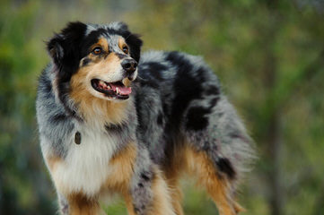 Diamond in the rough ranch Aussie’s - Dog Breeders