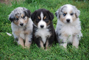 Miniature Blue Merles Aussies - Dog Breeders