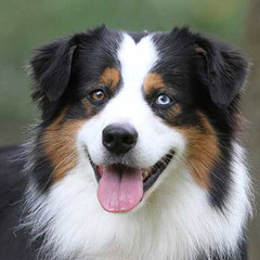 Jamara Australian Shepherds - Dog Breeders