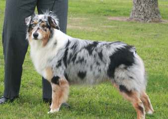 Working Australian Shepherds - Dog Breeders