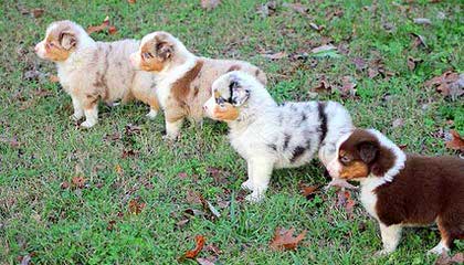 Mini And Toy Australian Shepherds - Dog and Puppy Pictures