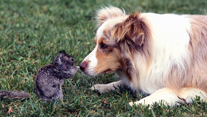 Australian Shepherd Puppies! - Dog and Puppy Pictures