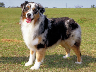 Diamond in the rough ranch Aussie’s - Dog Breeders