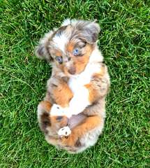 Willow River Farm Mini Australian Shepherd Puppies - Dog Breeders