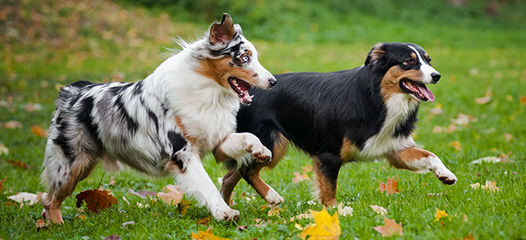 Mott Ranch – Australian Shepherd Puppies In Arizona - Dog Breeders