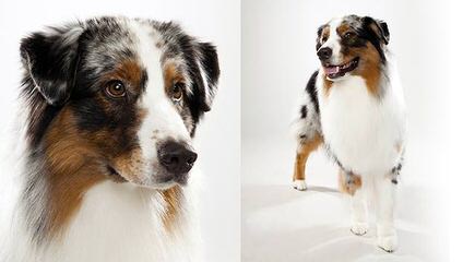 Australian Shepherd Pups - Dog and Puppy Pictures