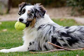 Aussie Puppies Available - Dog Breeders