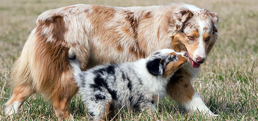 Tj’s Aussies - Dog Breeders