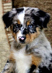 Working Australian Shepherds - Dog and Puppy Pictures