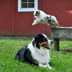 Maiden Rock Aussies - Dog and Puppy Pictures