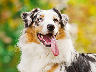 D Bar G Ranch Aussies - Dog and Puppy Pictures