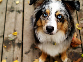 Dabbs Creek Aussies - Dog and Puppy Pictures