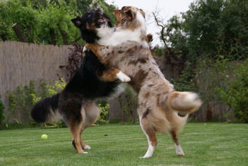 Diamond Hill Australian Shepherds - Dog and Puppy Pictures