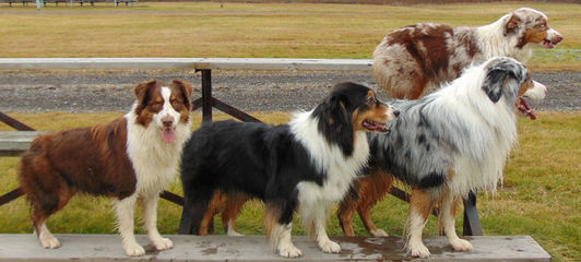 Wilson’s Australian Shepherds - Dog Breeders