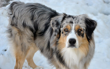 Dabbs Creek Aussies - Dog Breeders